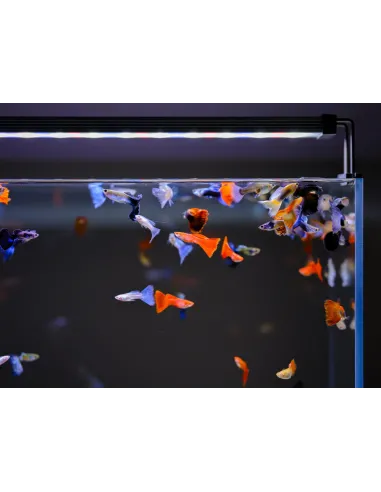 Pantalla led Twinstar A-Line Serie II