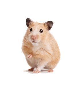 Hamster Sirio