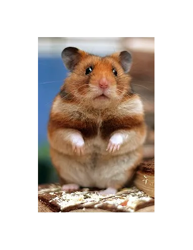 Hamster Sirio
