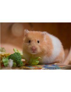 Hamster Sirio 2