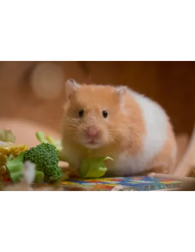 Hamster Sirio