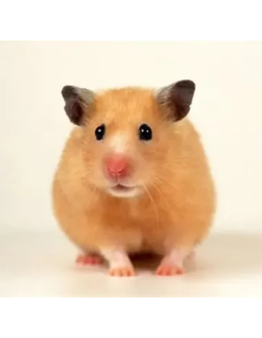 Hamster Sirio