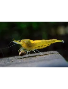 Gamba amarilla sakura