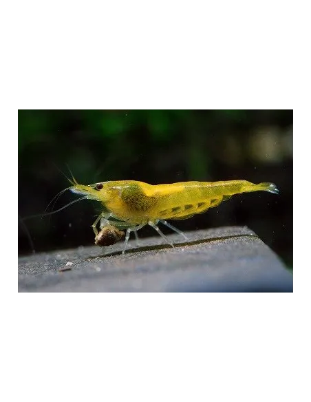 Gamba amarilla sakura