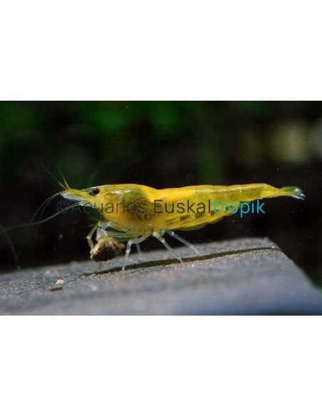 Gamba amarilla sakura