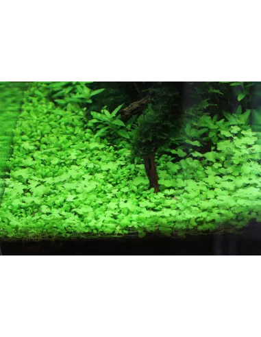 Hydrocotyle tripartita