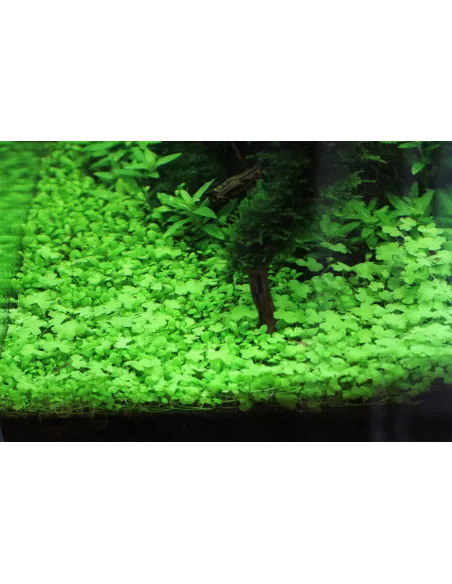 Hydrocotyle tripartita