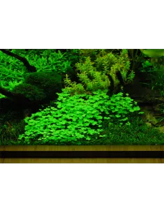 Hydrocotyle tripartita 2