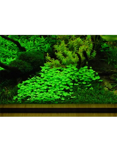 Hydrocotyle tripartita