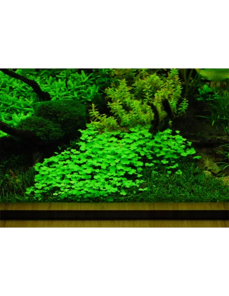 Hydrocotyle tripartita