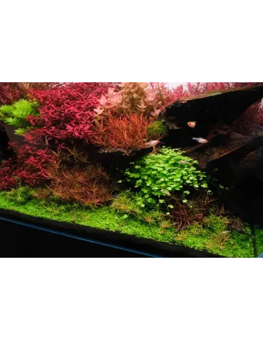 Hydrocotyle tripartita