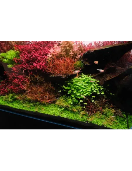 Hydrocotyle tripartita