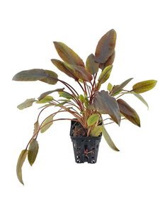 Cryptocoryne wendtii red