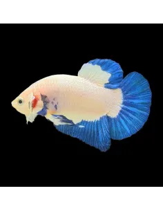 Betta HM Plakat Blue Rim XL