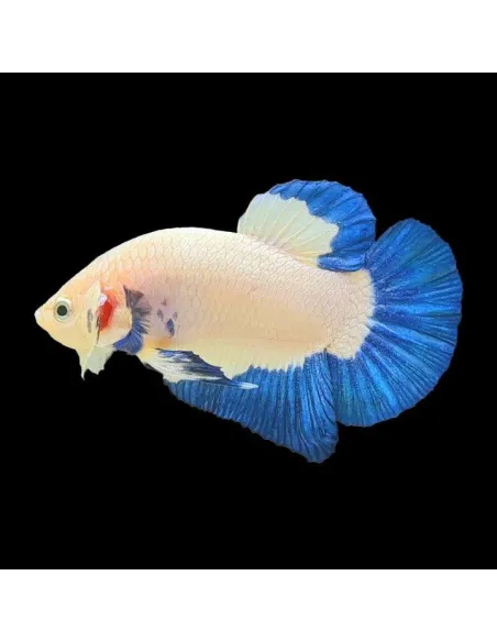 Betta HM Plakat Blue Rim XL