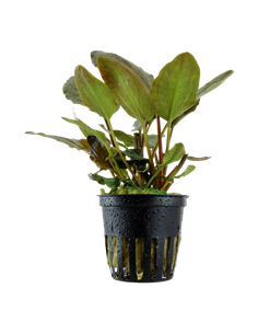 Lagenandra meeboldii 'Red'