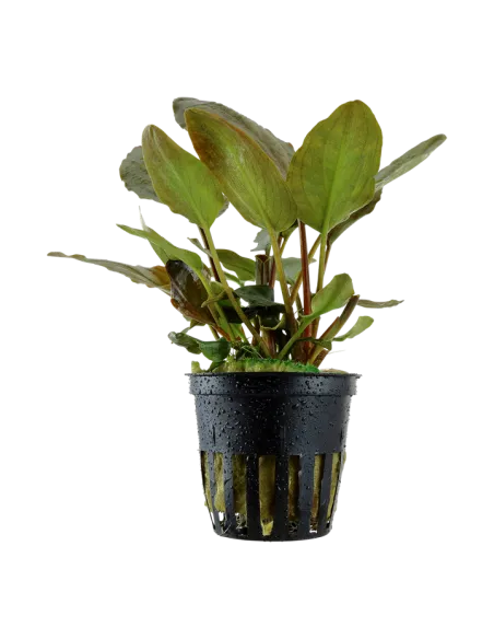 Lagenandra meeboldii 'Red'