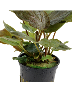 Lagenandra meeboldii 'Red' 2