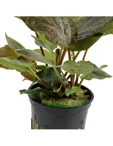 Lagenandra meeboldii 'Red'