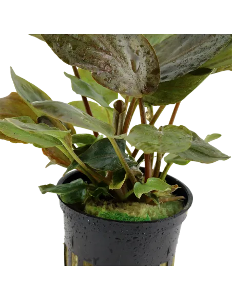 Lagenandra meeboldii 'Red'