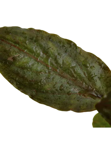 Lagenandra meeboldii 'Red'