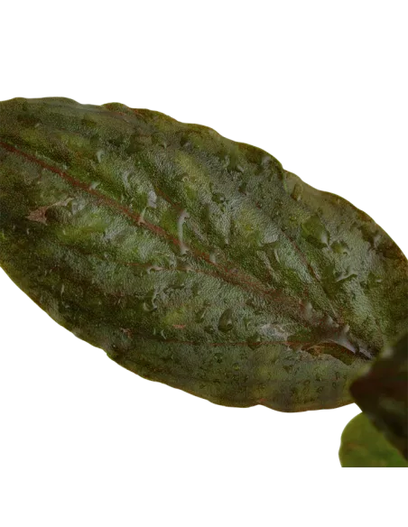 Lagenandra meeboldii 'Red'