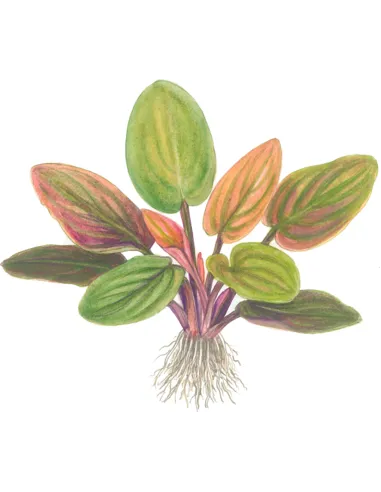 Lagenandra meeboldii 'Red'