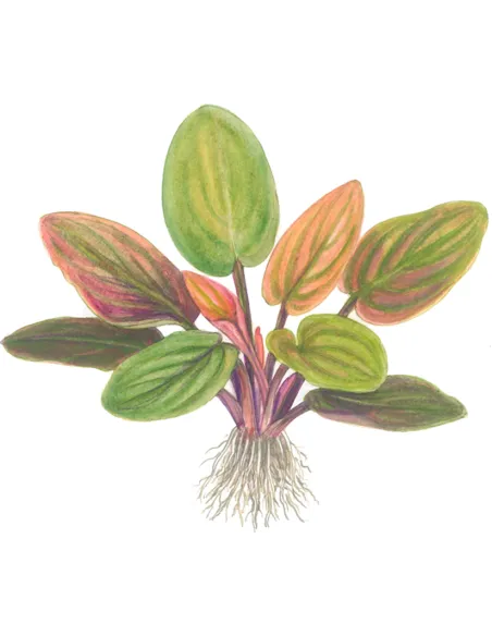 Lagenandra meeboldii 'Red'