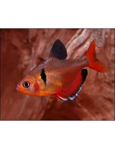 Serpa (hyphessobrycon serpae)