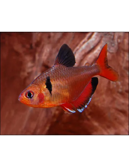 Serpa (hyphessobrycon serpae)