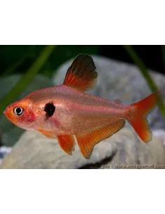 Serpa (hyphessobrycon serpae) 2