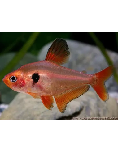 Serpa (hyphessobrycon serpae)