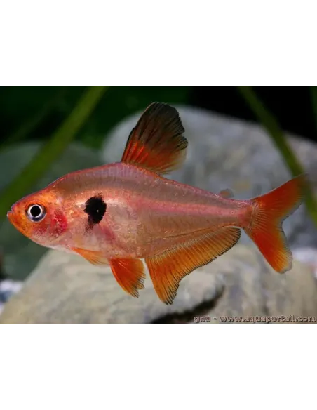 Serpa (hyphessobrycon serpae)