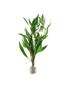 Hygrophila corymbosa