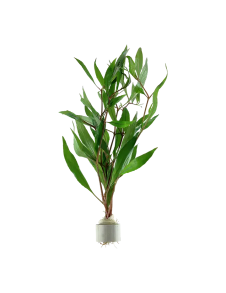 Hygrophila corymbosa