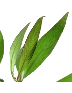 Hygrophila corymbosa 2