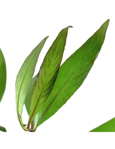 Hygrophila corymbosa