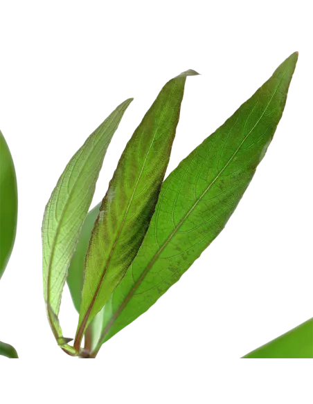 Hygrophila corymbosa