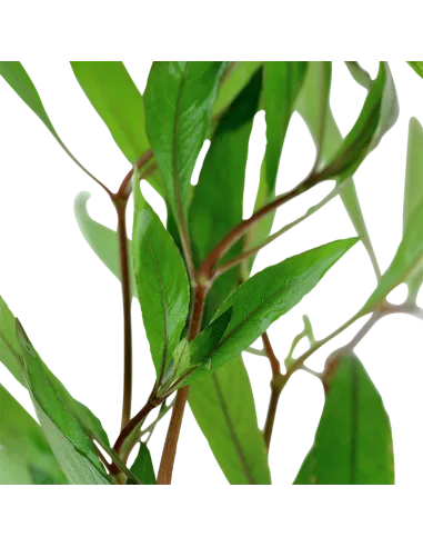 Hygrophila corymbosa