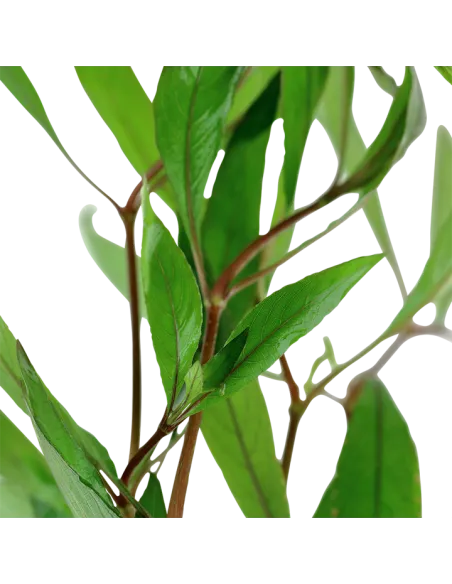 Hygrophila corymbosa