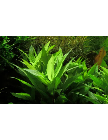 Hygrophila corymbosa