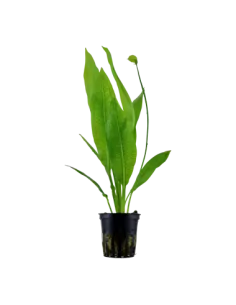 Echinodorus grisebachii 'Bleherae'