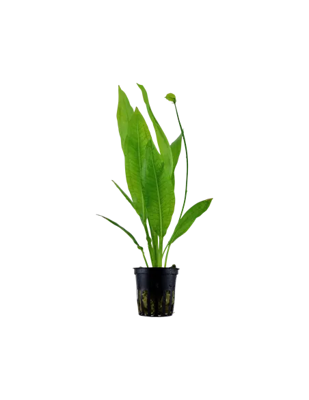 Echinodorus grisebachii 'Bleherae'