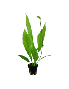 Echinodorus grisebachii 'Bleherae' 2