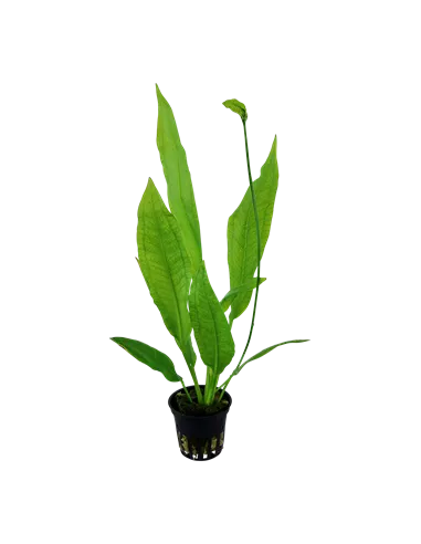 Echinodorus grisebachii 'Bleherae'