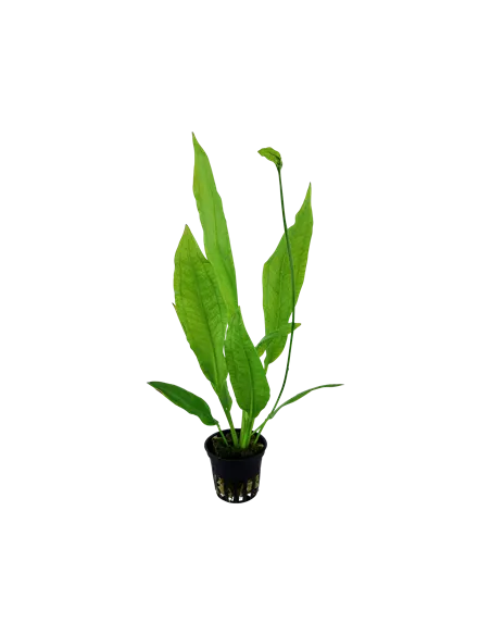 Echinodorus grisebachii 'Bleherae'