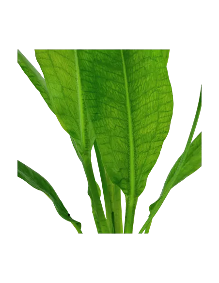 Echinodorus grisebachii 'Bleherae'