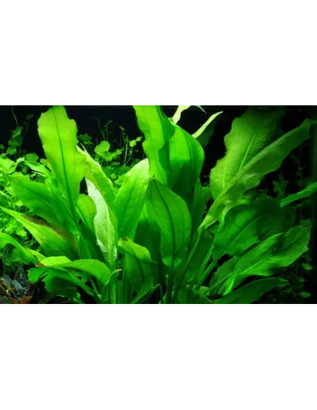 Echinodorus grisebachii 'Bleherae'