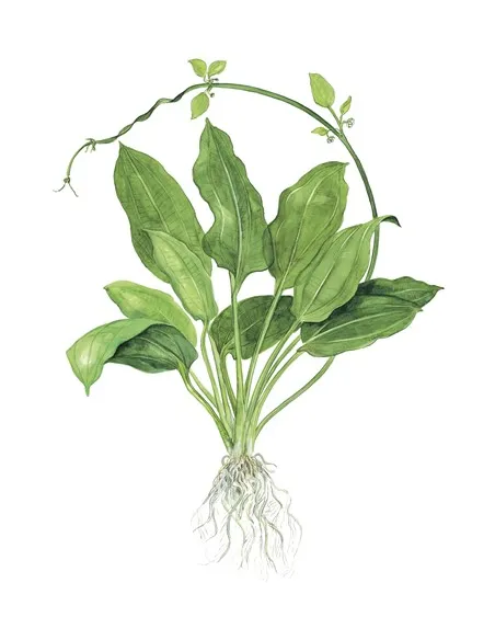 Echinodorus grisebachii 'Bleherae'