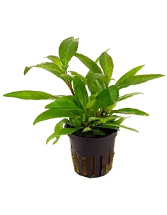 Hygrophila corymbosa var siamensis